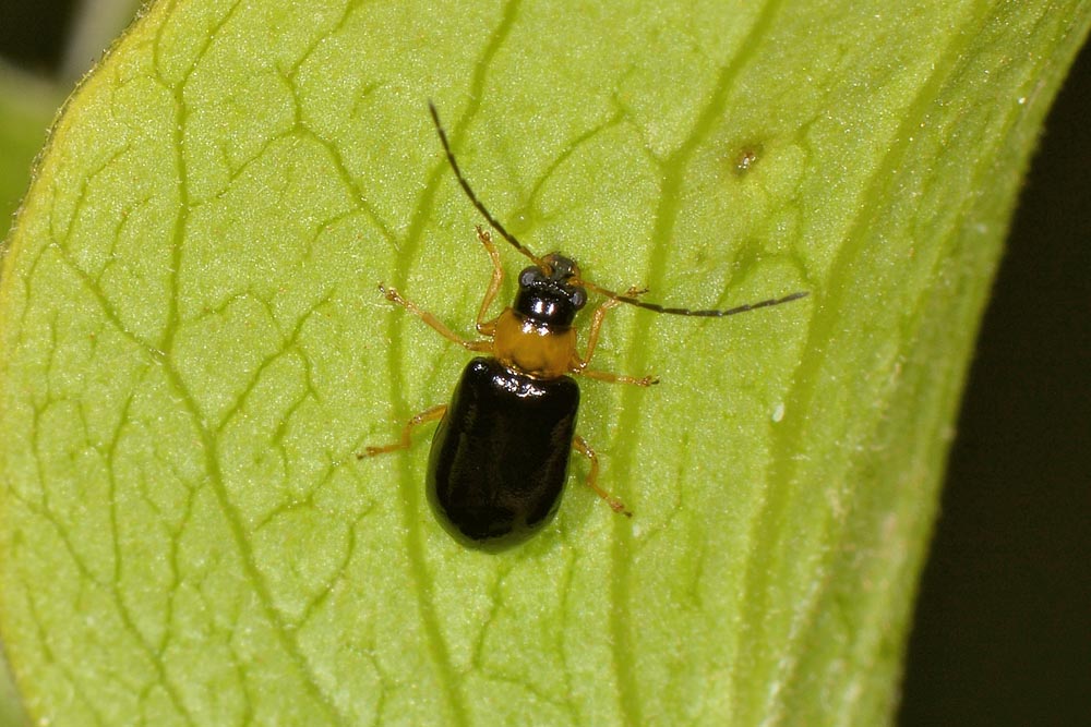 Melandryidae? S, Conopalpus brevicollis (vs, Chrysomelidae: Luperus/Calomicrus sp.).